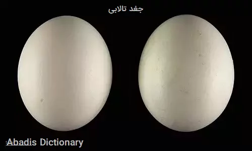 جغد تالابی